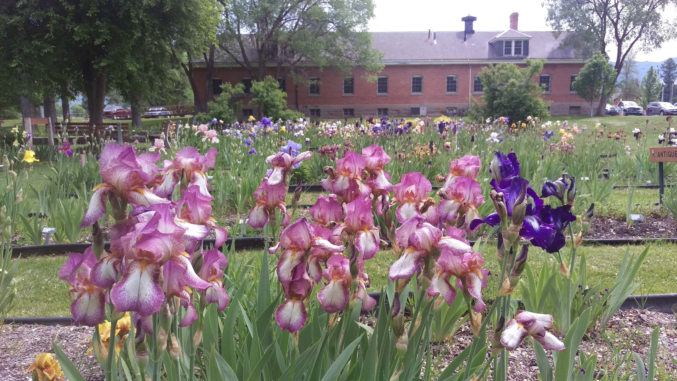 Irises in bloom in the Iris Garden